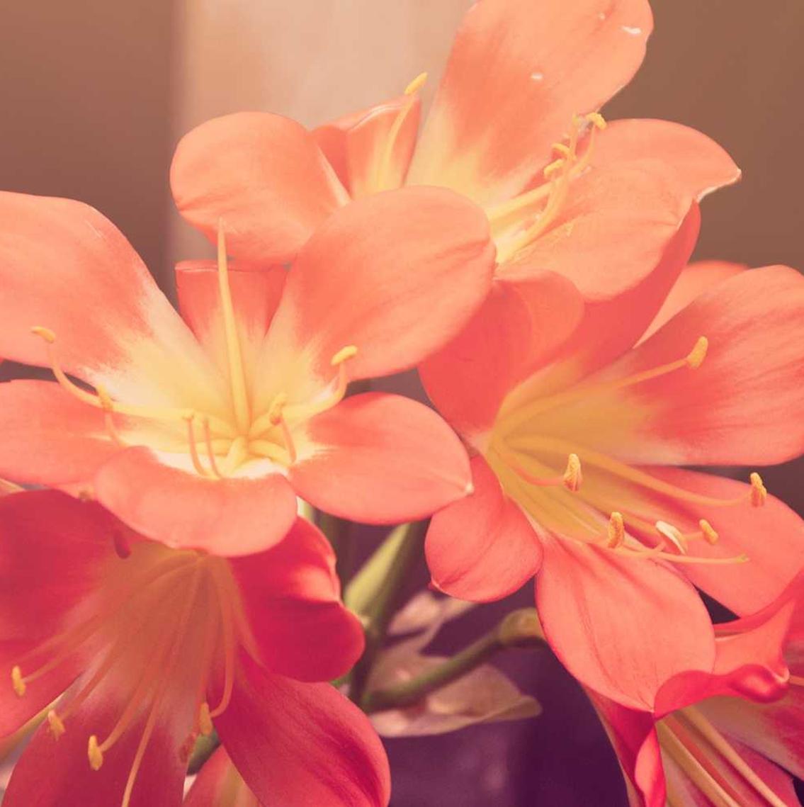 净化:北京祥云平台怎么代理