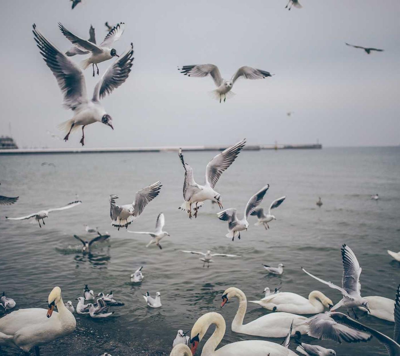 丝芙兰app详情下载教程