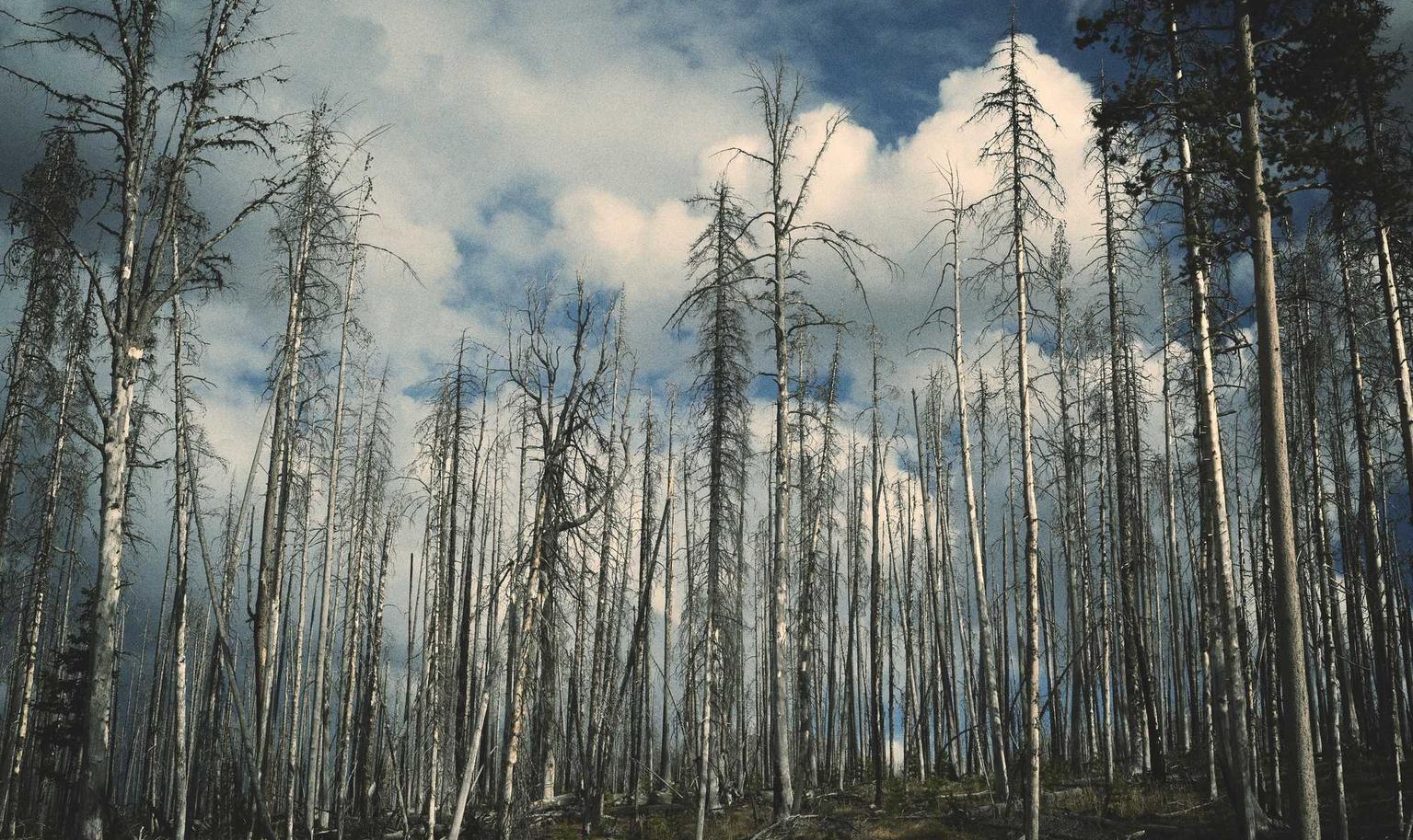 春秋项目规划,注册|企业营销:重要的网站元素