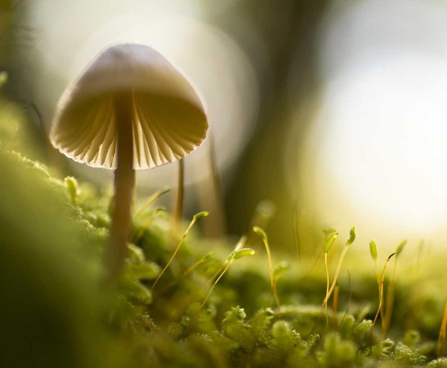 血族：电信云iot注册账号