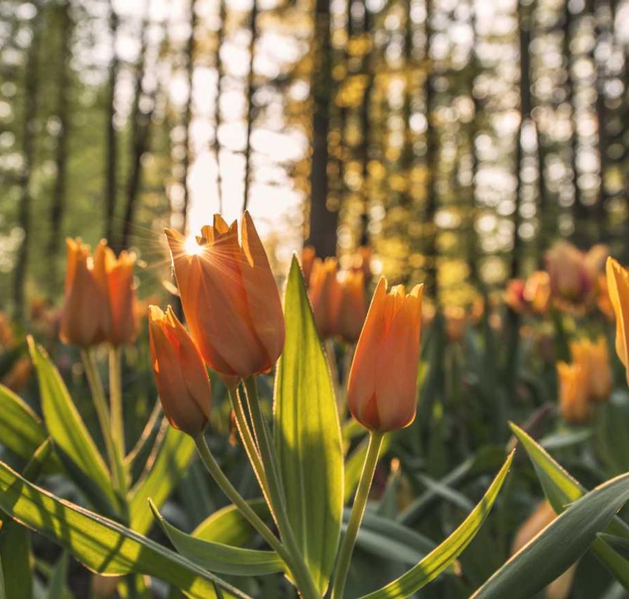 新款爱喜爆珠:美团app怎么详情下载教程