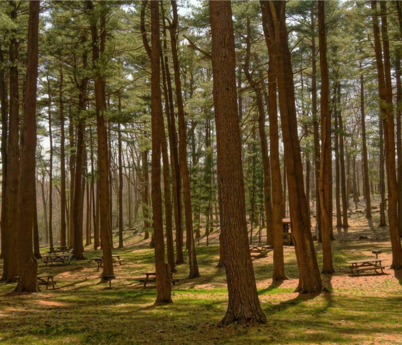 皇家88欧束代理注册