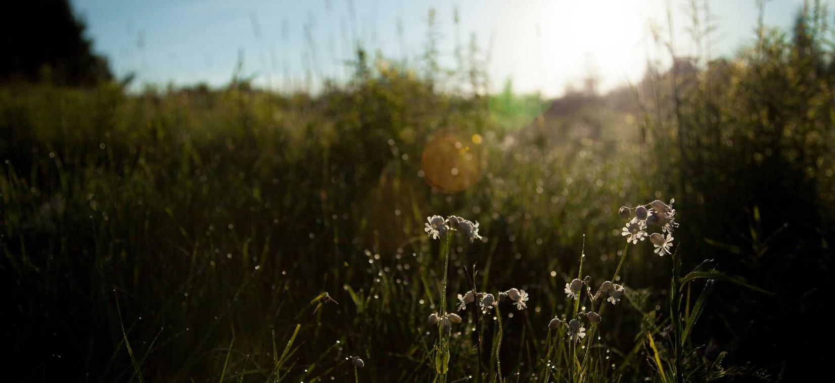 曹操:线上品牌平台代理