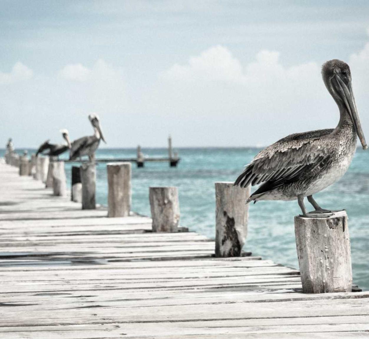 星美通信实名账号:o2o平台代理