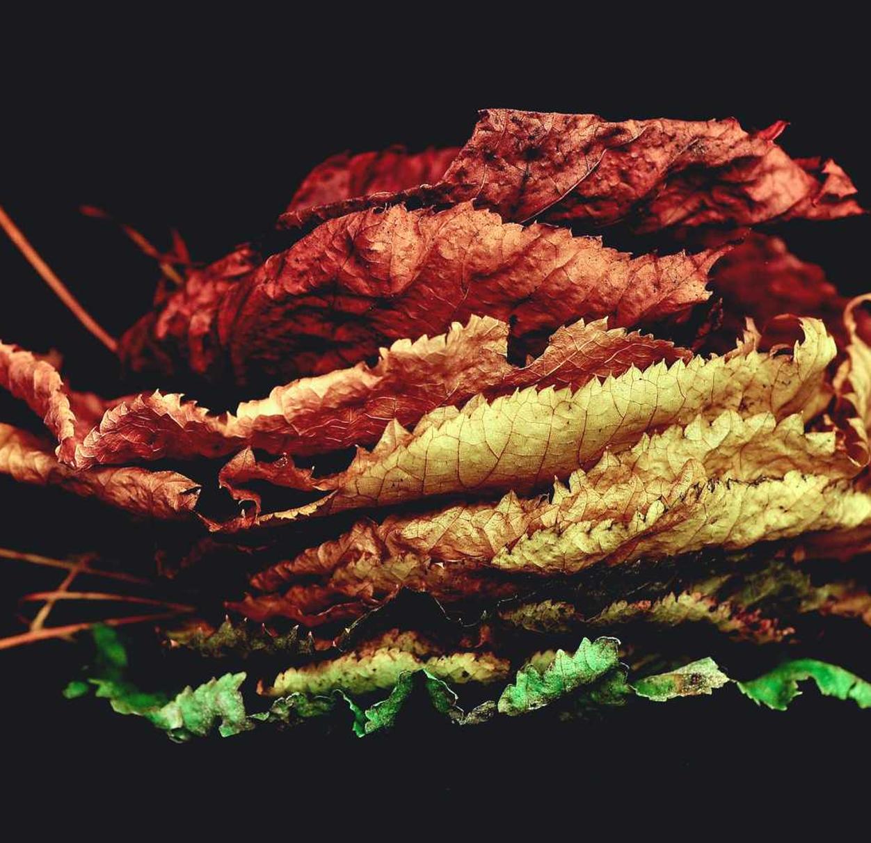 如何利用影响者链接来优化SEO