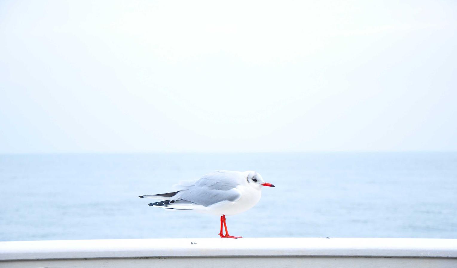 世纪佳缘实名账号:赚美金app官网详情下载教程