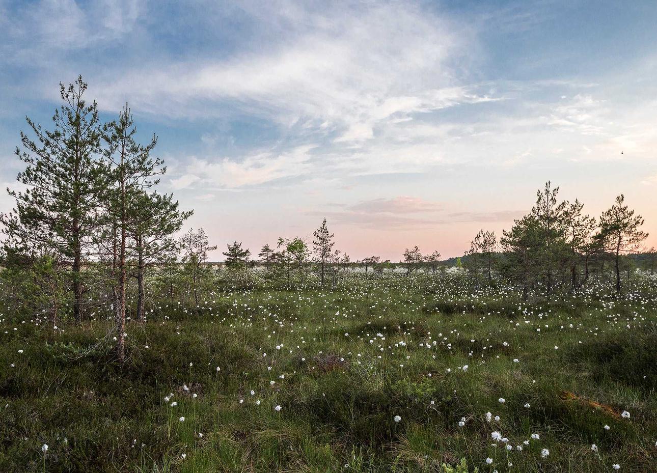 各种国外VX号：财税注册代理