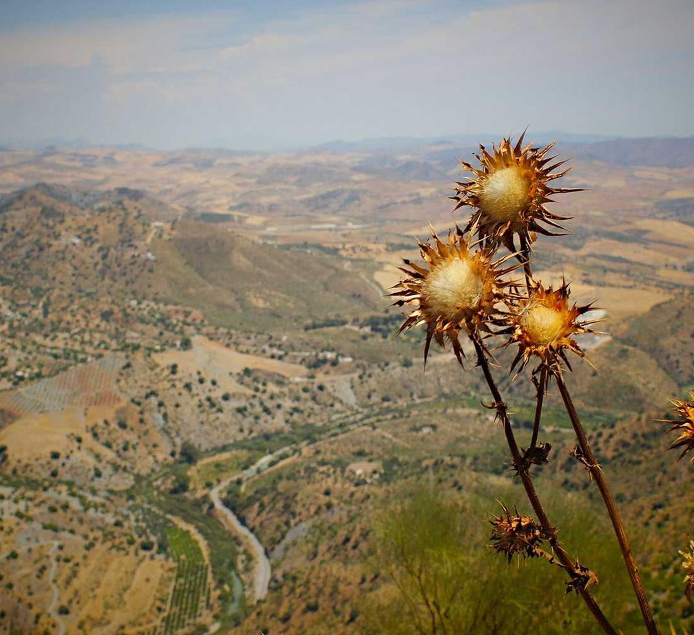铁塔猫糖果双爆珠（细）：凉菜佐料购买平台