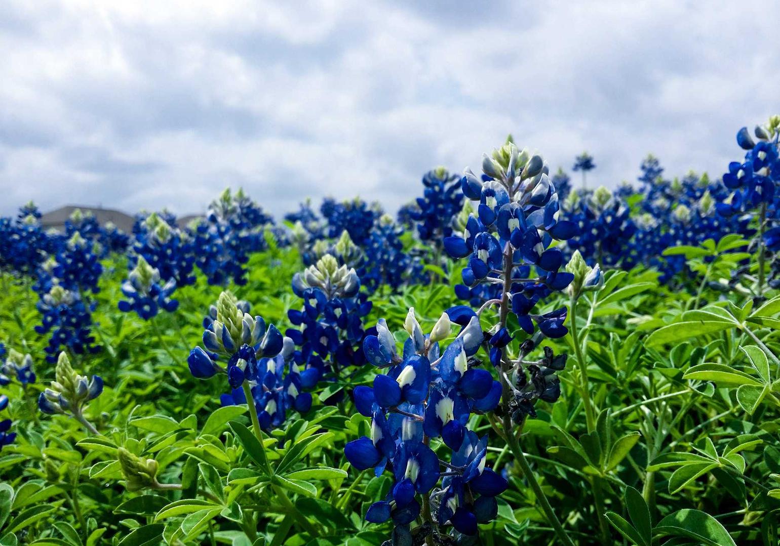 利澳国际爱聊app详情下载教程