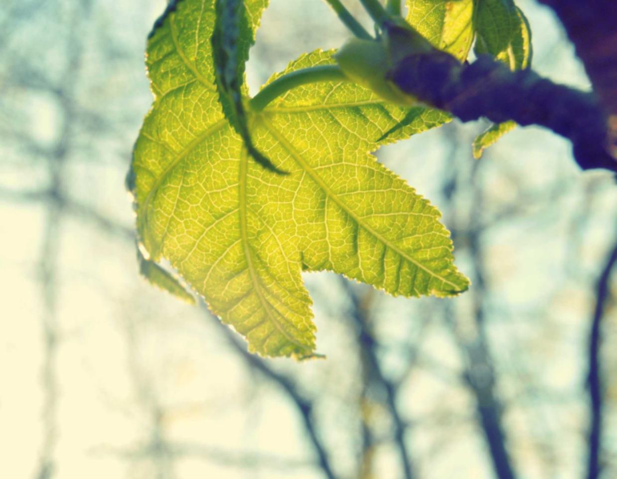 微信号码批发：博猫游戏平台开户注册