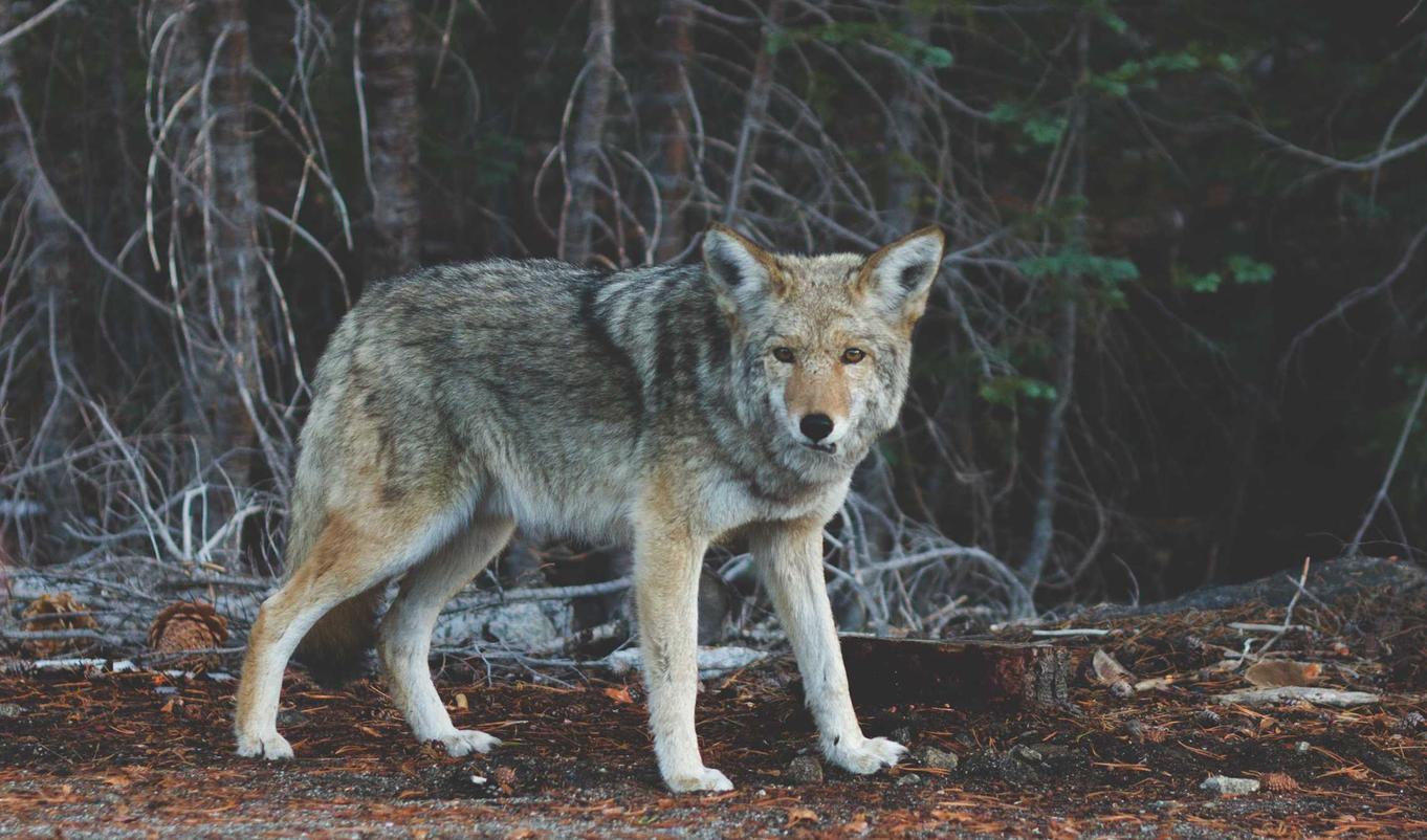青牛软件实名账号：流量卡可以进行赠与吗？