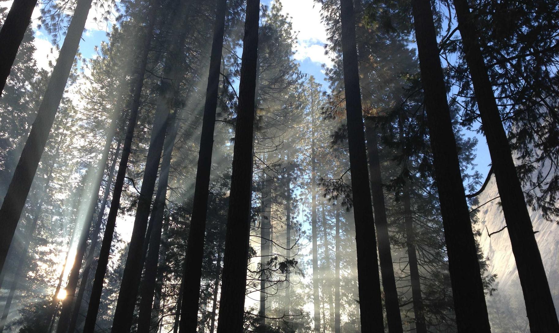 铁塔猫糖果双爆珠(粗):台服lol账号购买