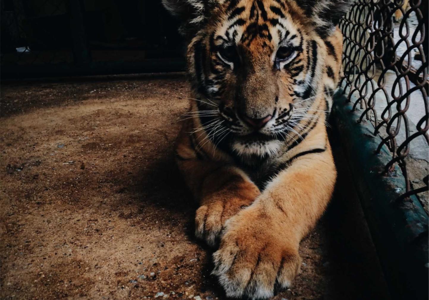 DDOS在线攻击平台|如何通过黑客攻击来评估你的网络防御能力