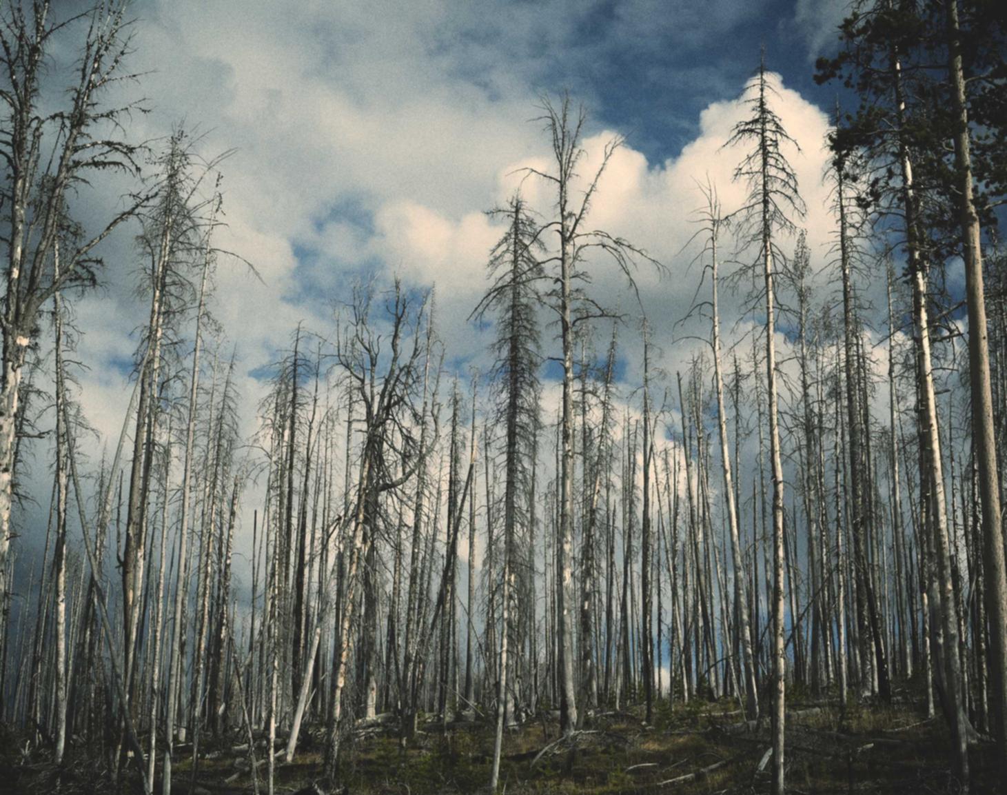 兰州字画平台哪个可以代理